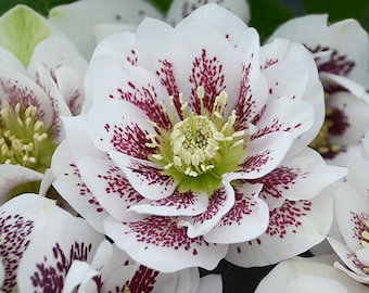 Helleborus 'Confetti Cake' WEDDING PARTY® Series