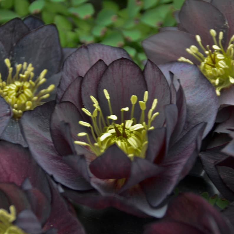 SherwoodGrowers Helleborus WEDDING PARTY Series - Thumbnail 2
