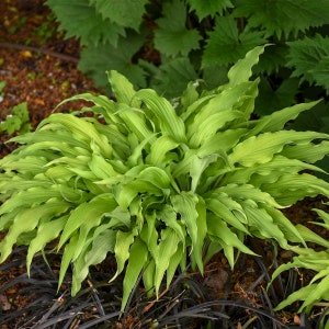 Hosta 'Curly Fries'