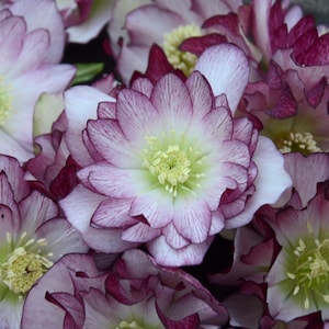 Lenten Rose ‘Blushing Bridesmaid' WEDDING PARTY® Series