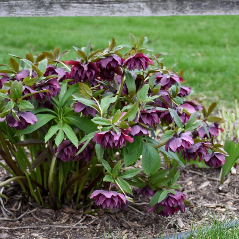 SherwoodGrowers Lenten Rose - Thumbnail 3