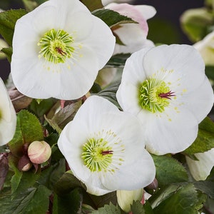 Helleborus glandorfensis ‘Ice N’ Roses® White’