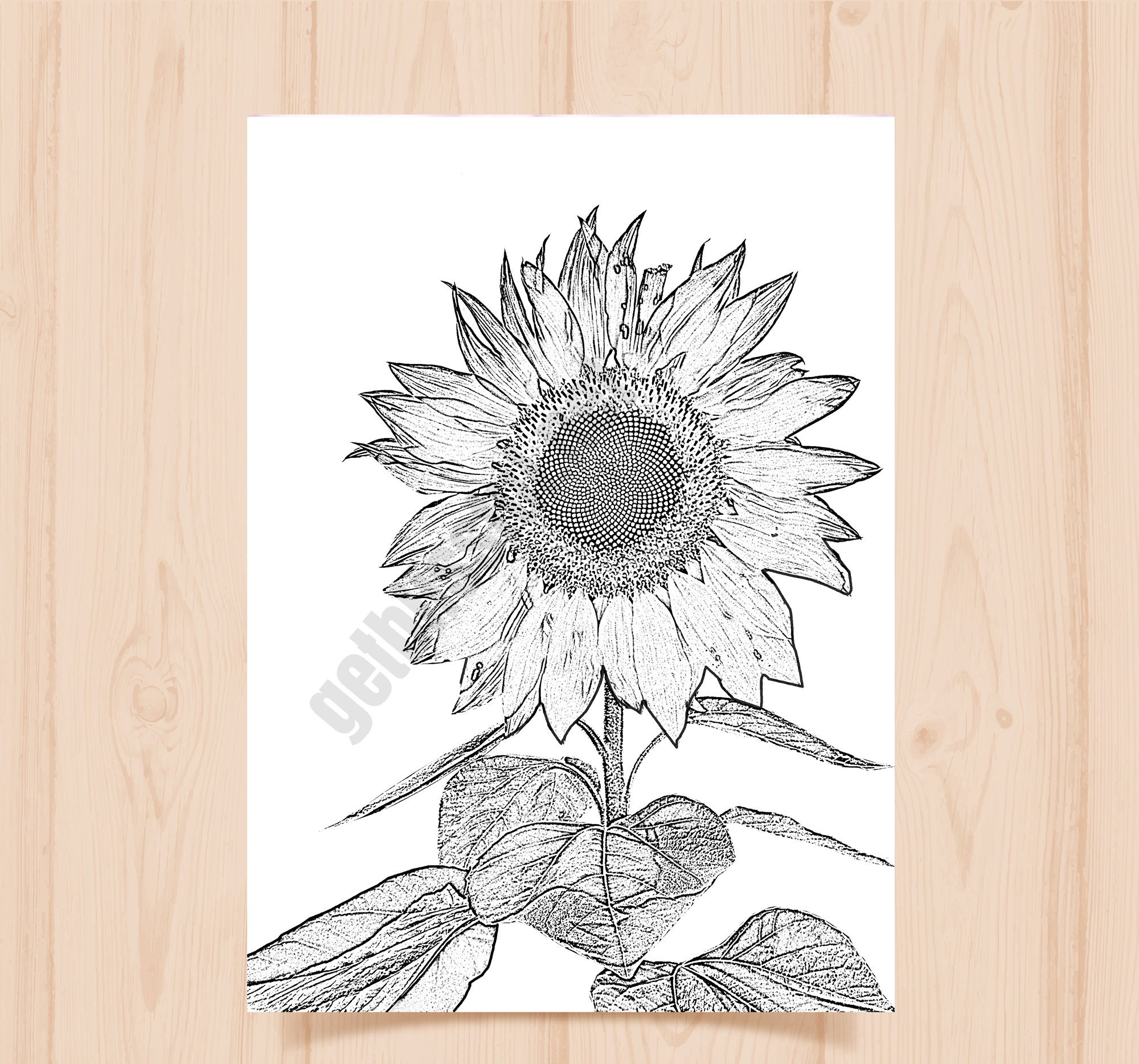 You Are My Sunshine -sunflower Coloring Page - Etsy