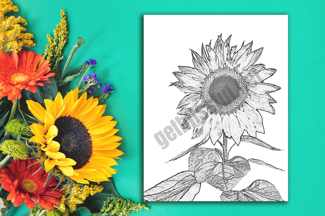 You Are My Sunshine -sunflower Coloring Page - Etsy