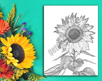 You are My Sunshine -Sunflower Coloring Page