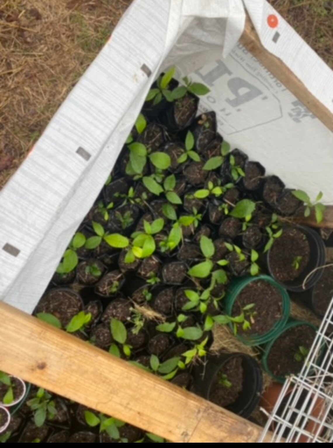 Pecan seedlings Etsy
