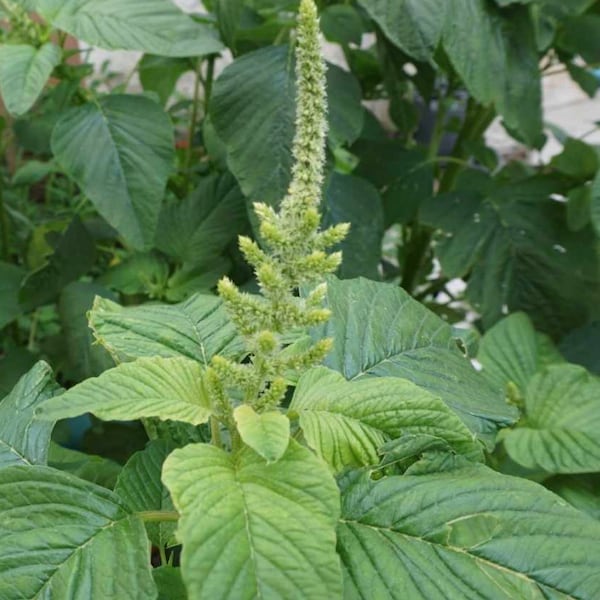 Amaranth seeds green leaf