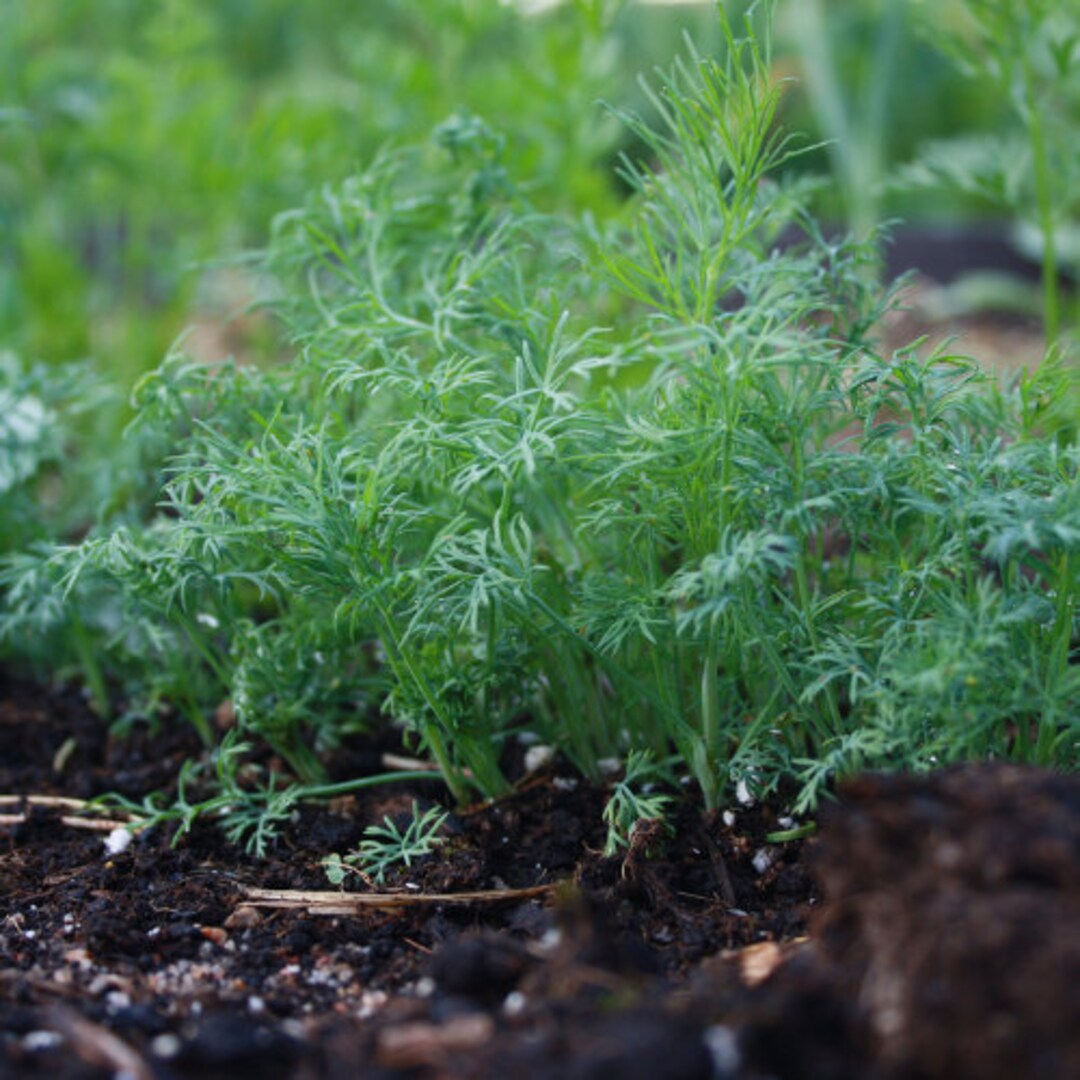Dwarf Fernleaf Dill Herb Seeds Nongmo Seed Heirloom Patio Etsy