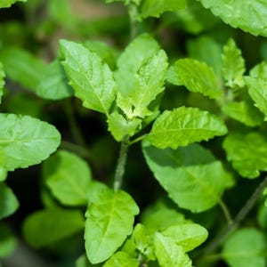 May include: Close-up of a green leafy plant with vibrant green leaves. The plant has a delicate stem and the leaves are arranged in a cluster.