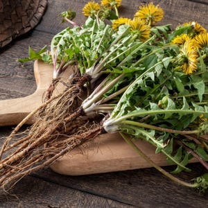 May include: A bunch of dandelion plants with yellow flowers and long roots on a wooden cutting board.
