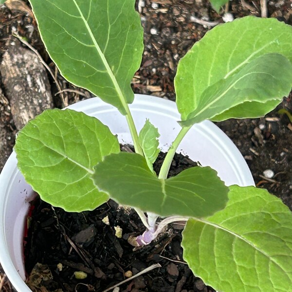 Tree collard green live perennial plant