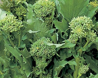 Broccoli seeds raab sorrento