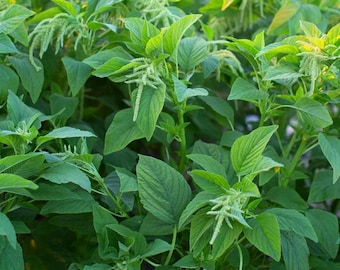 Green Leaf Amaranth Seeds