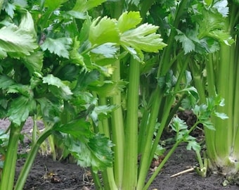 Utah Celery Seeds