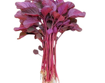 Amaranth Red Leaf Seeds