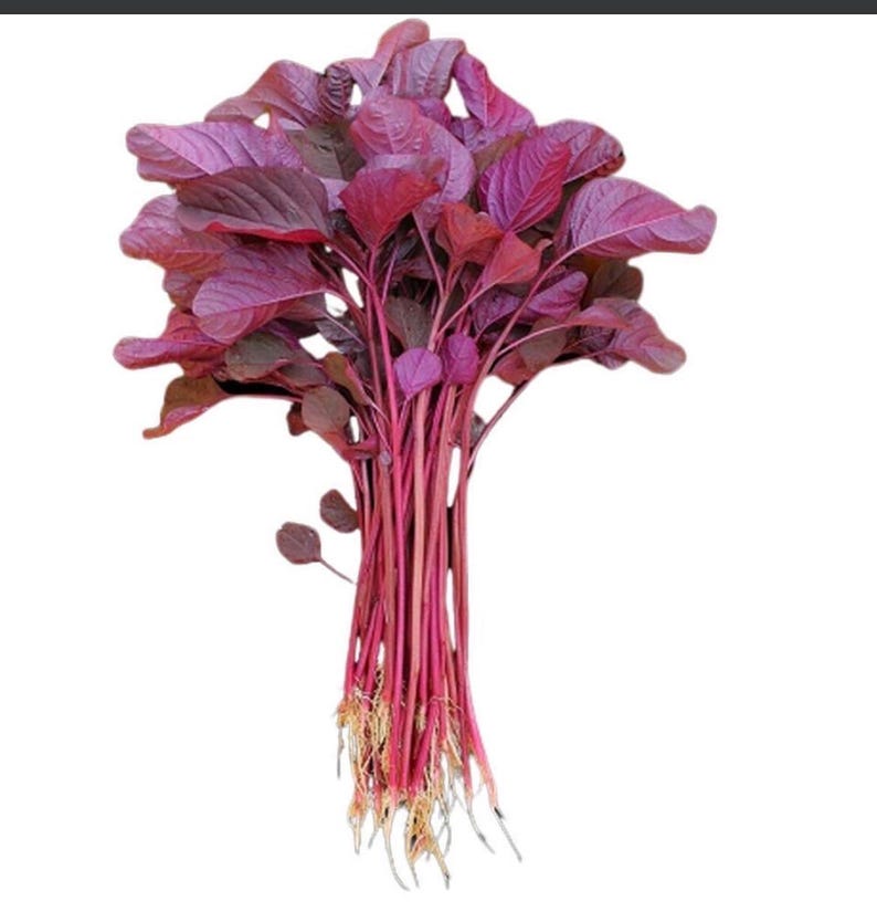 Amaranth Red Leaf Seeds - Etsy