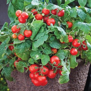 May include: A close-up of a potted tomato plant with many red ripe tomatoes. The plant is growing in a brown pot and has green leaves.
