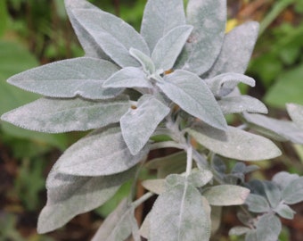 White sage seeds