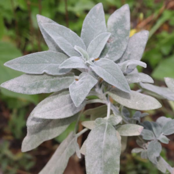 White sage seeds