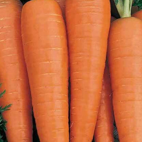 Carrot seeds danvers half long