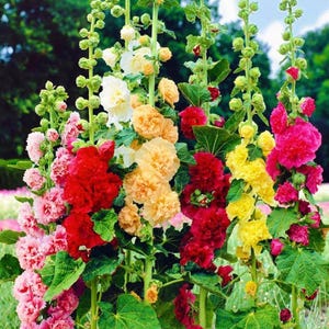 Hollyhock double mix 30 seeds chaters