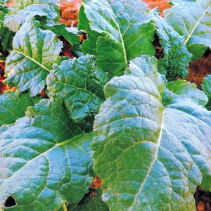 Ethiopian kale seeds