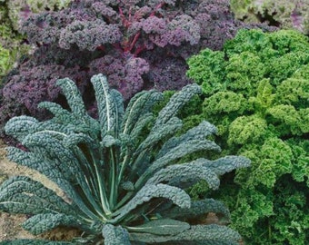 Kale seeds garden mix