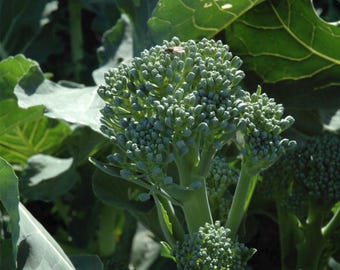 Broccoli Calabrese Sprouting Seeds