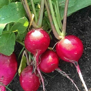 100 Radish german giant seeds