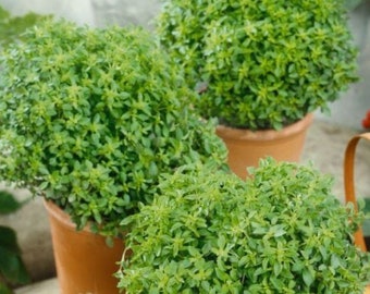 Basil Seeds Dwarf Greek Herb