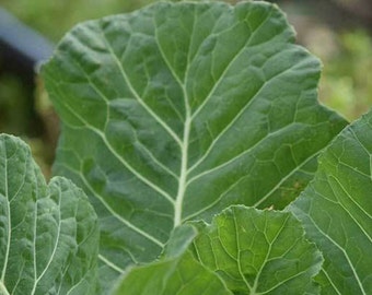 Collard seeds green southern georgia