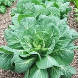 May include: A vibrant green cabbage plant growing in a garden bed. The plant features large, broad, overlapping leaves with prominent white veins radiating from the center. The leaves are arranged in a dense, circular rosette pattern.