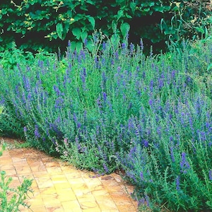 Hyssop herb 200 seeds
