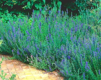 1500 Hyssop Seeds (Hyssopus Officinalis) – Non-GMO Heirloom Herb For Culinary & Medicinal Use
