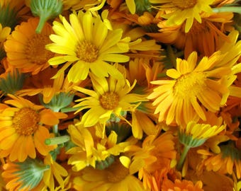 Calendula Fancy Flower Mix
