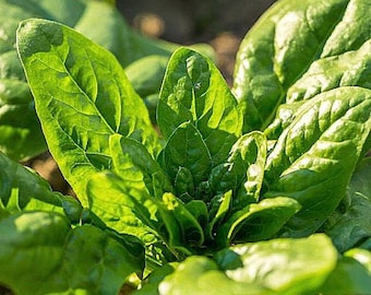 Spinach winter giant seeds
