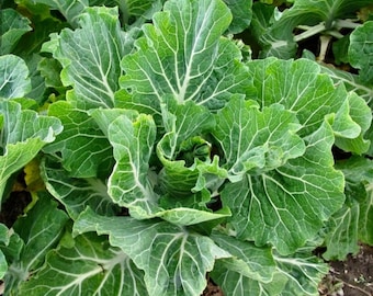 Kale seeds portuguese