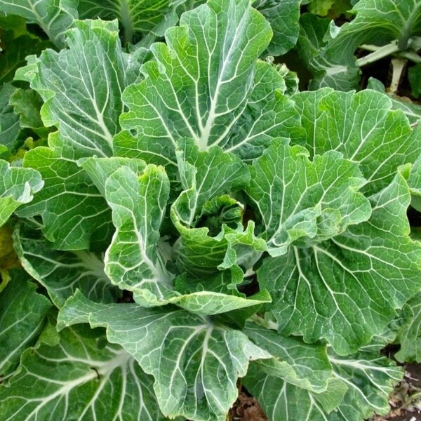 Kale seeds portuguese