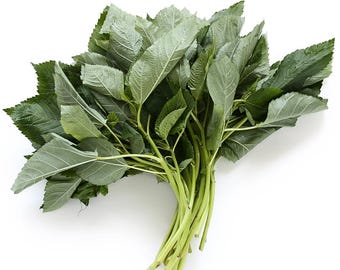 Egyptian spinach seeds molokhia