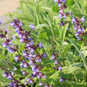 Sage seeds broadleaf