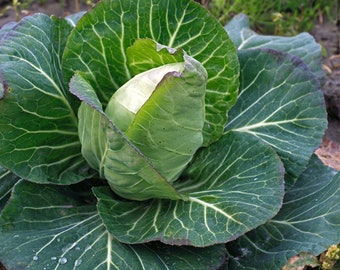 Cabbage seeds early jersey wakefield