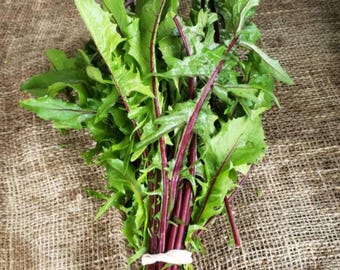 Dandelion red stem | perennial 300+ Seeds