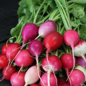 Radish mix 50 seeds
