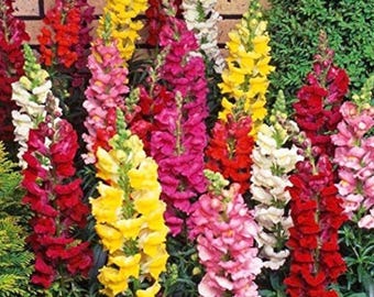 Snapdragon Flower Seeds Super Mix