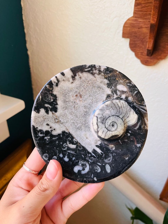 Black Ammonite and Orthoceras Oval Tray - image 5