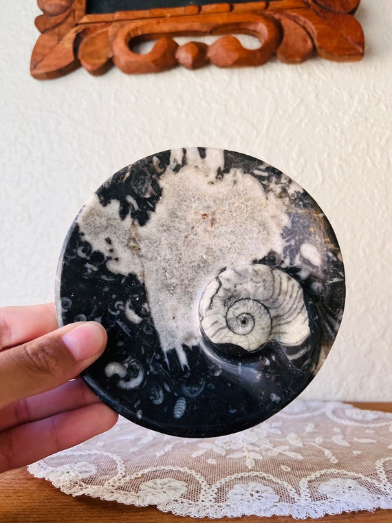 Black Ammonite and Orthoceras Oval Tray - image 4