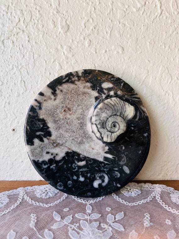 Black Ammonite and Orthoceras Oval Tray - image 1
