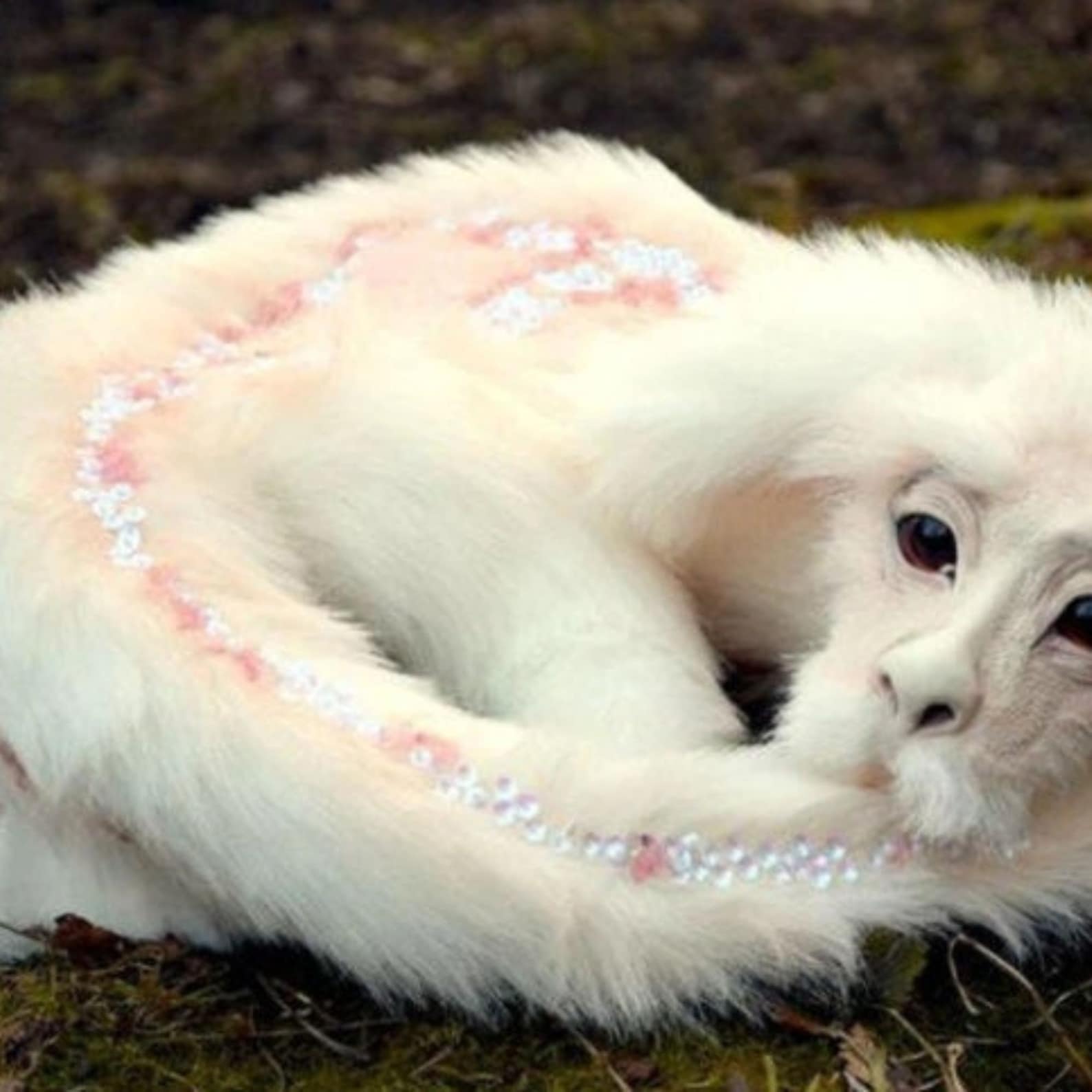 Falkor Plush The Neverending Dragon Story Plush Doll Toys | Etsy
