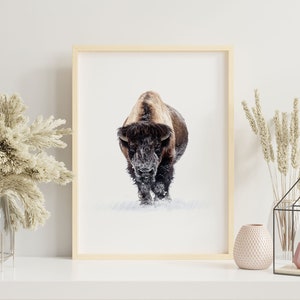 Bull Bison Wall Art Print, American Buffalo in the Snow Canvas Wall Decor, Rustic Yellowstone Bison Photo, Wildlife Photography - PWA0090