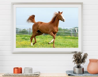Horse Print Wall Art, Downloadable Print, Farmhouse Horse Decor, Horse Photography, Farmhouse Printable Art, Digital Farm Decor- PWA0085